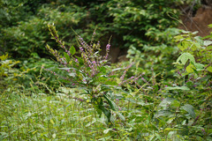 Desmodium gangeticum